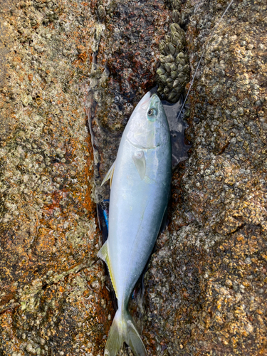 ツバスの釣果