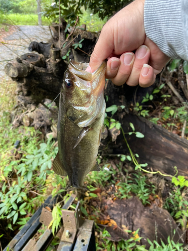 ラージマウスバスの釣果