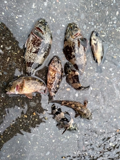 カサゴの釣果