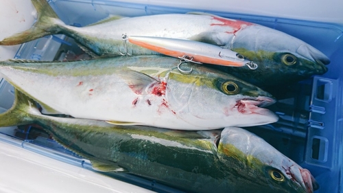 ハマチの釣果