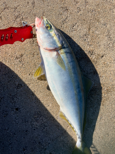 ツバイソの釣果