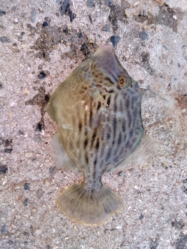 カワハギの釣果