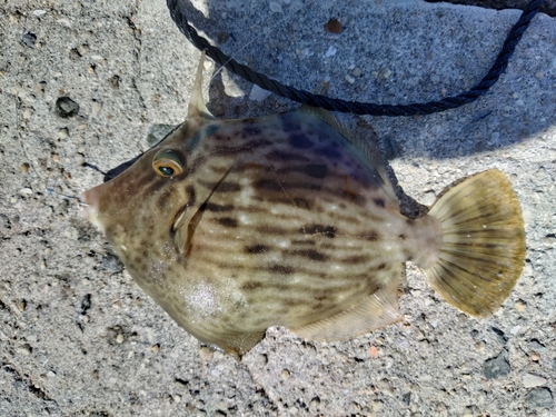 カワハギの釣果