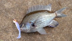 スズメダイの釣果