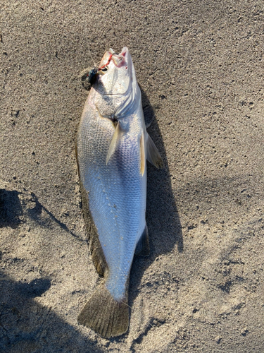 ニベの釣果