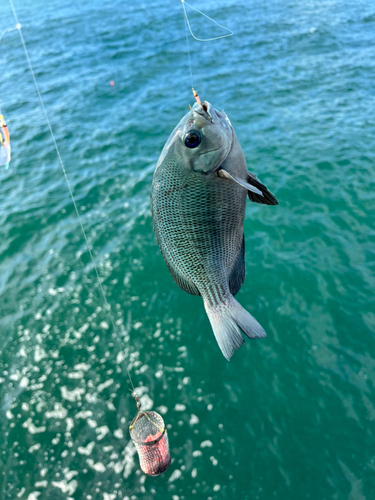 メジナの釣果