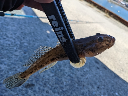 ハゼの釣果