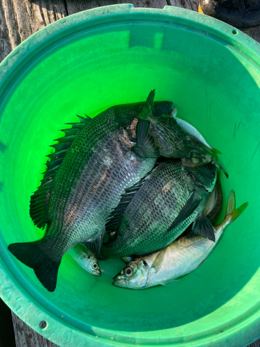 チヌの釣果