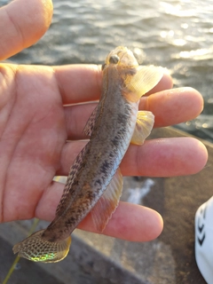 マハゼの釣果