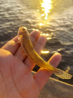 マハゼの釣果