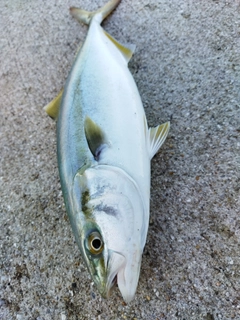 ツバスの釣果