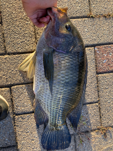 ナイルティラピアの釣果