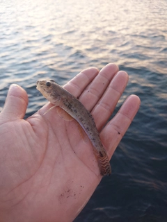 マハゼの釣果