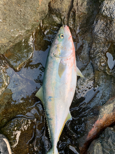 ヒラマサの釣果