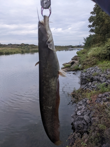 ナマズの釣果