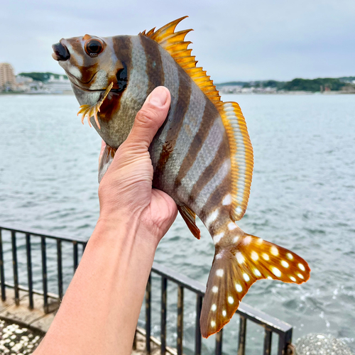 タカノハダイの釣果