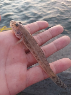 マハゼの釣果