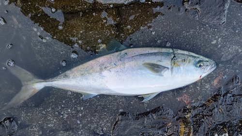 ハマチの釣果