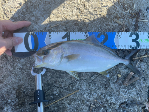 ショゴの釣果