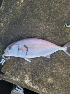 ショゴの釣果