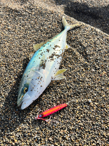 イナダの釣果