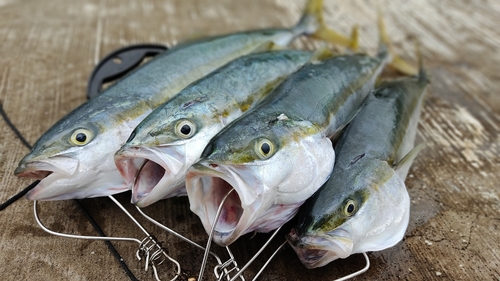 ハマチの釣果