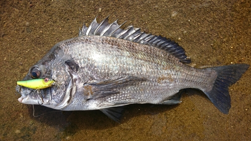 クロダイの釣果