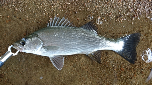 ヒラスズキの釣果