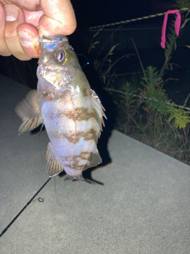 シロメバルの釣果