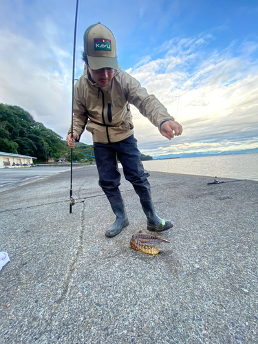 ウツボの釣果