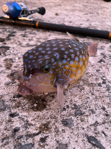 ハコフグの釣果