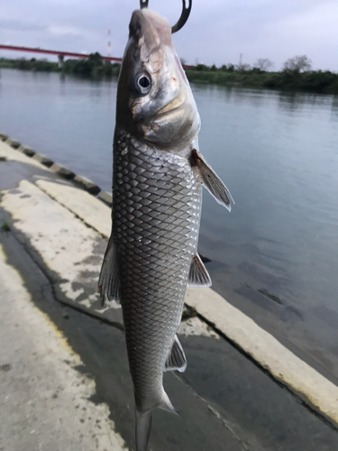 ニゴイの釣果