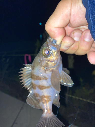 シロメバルの釣果