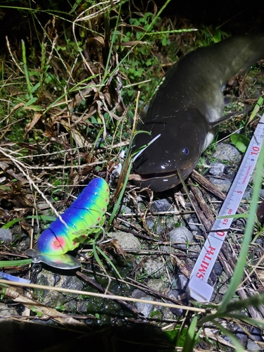 ナマズの釣果