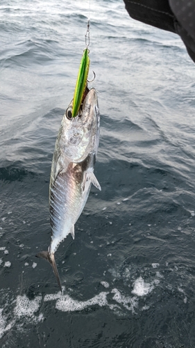 マグロの釣果