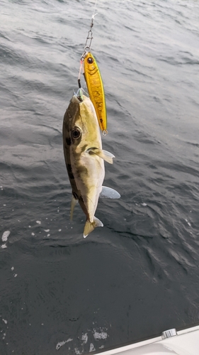 クロサバフグの釣果