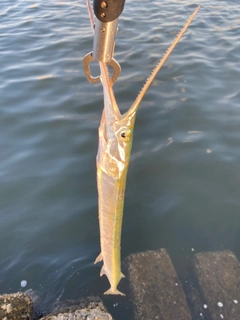 ダツの釣果