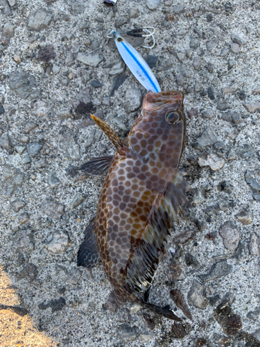 オオモンハタの釣果