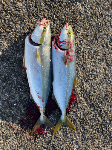 ハマチの釣果