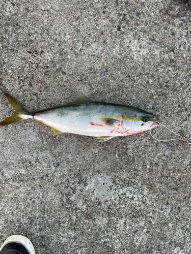 ハマチの釣果