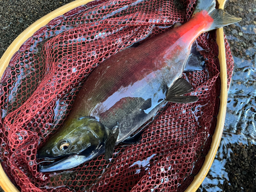 ヒメマスの釣果