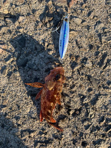 アラカブの釣果