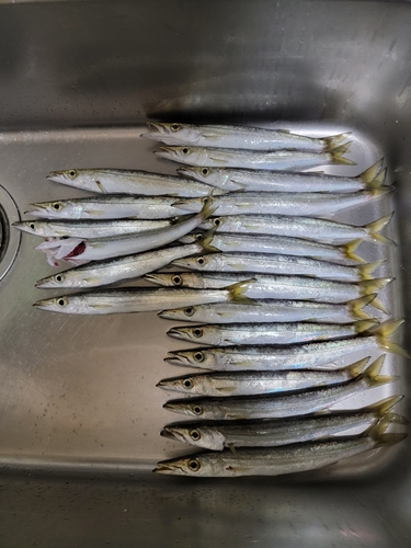 カマスの釣果