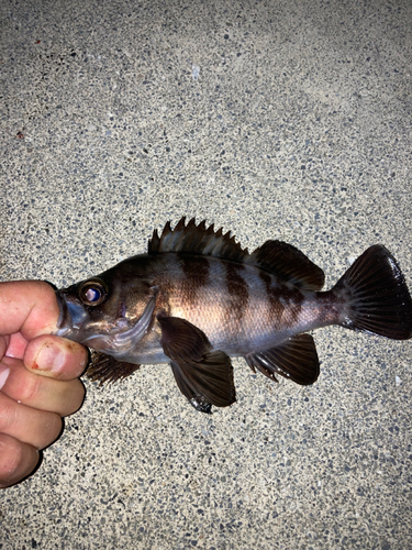 シロメバルの釣果