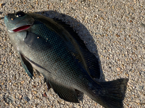 カワハギの釣果