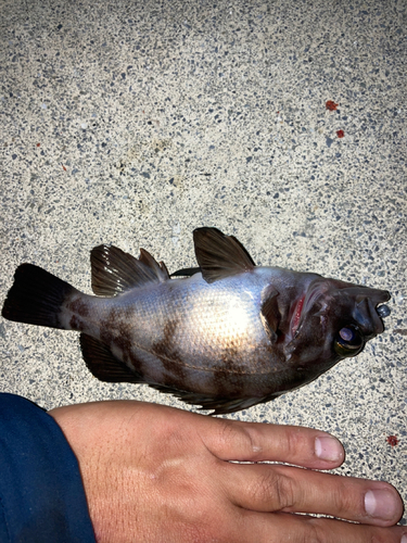 シロメバルの釣果