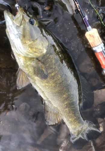 スモールマウスバスの釣果