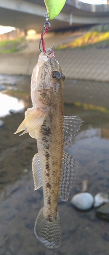 ハゼの釣果