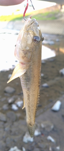 ハゼの釣果