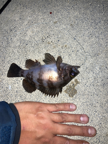 シロメバルの釣果